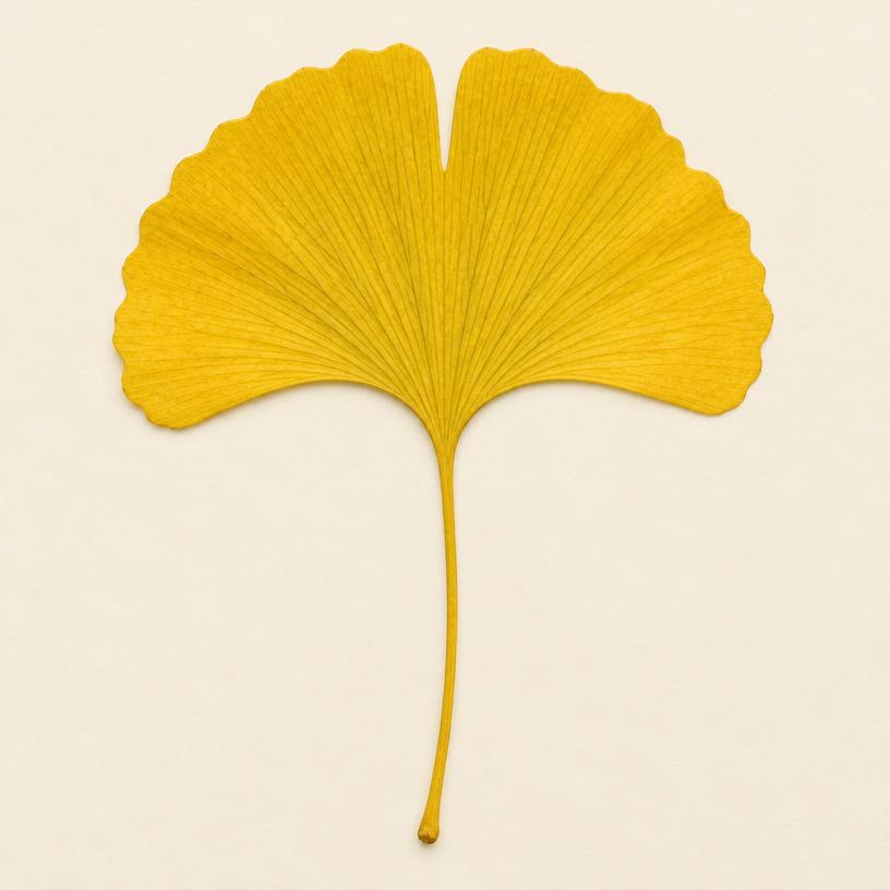 Illustration of ginkgo leaf showing its shape and veins